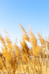 Dry reeds against a blue sky. Golden reed grass in the spring in the sun. Abstract natural background. Beautiful pattern with neutral colors. Selective focus