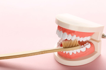 Teeth model with toothbrush on pink background