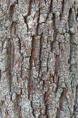 Relief texture of old tree bark. Backgrounds and textures