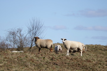 Schafe auf der Weide