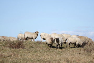 viele Schafe auf der Weide