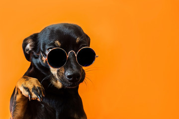 Black dog with glasses on a red background - 333493540