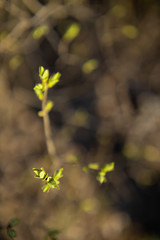 Green buds on branches in spring. Nature and blooms in spring. Bokeh light background. Soft focus