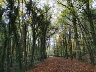 Obraz premium Forest Pathway