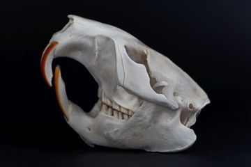 Skull of a Eurasian beaver, Castor fiber