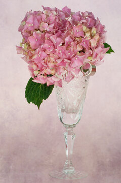 Pink hydrangea flowers