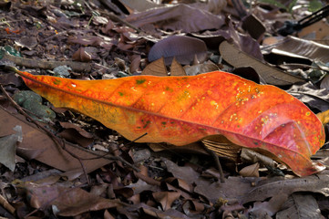 Closeup of orange leaf on the ground