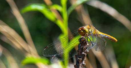 libellule ©  - Erick M - 