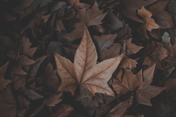 autumn leaves background