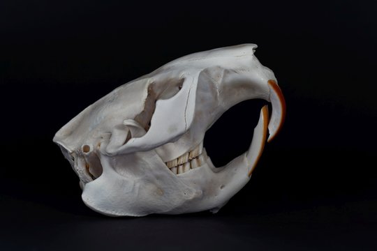 Skull Of A Eurasian Beaver, Castor Fiber