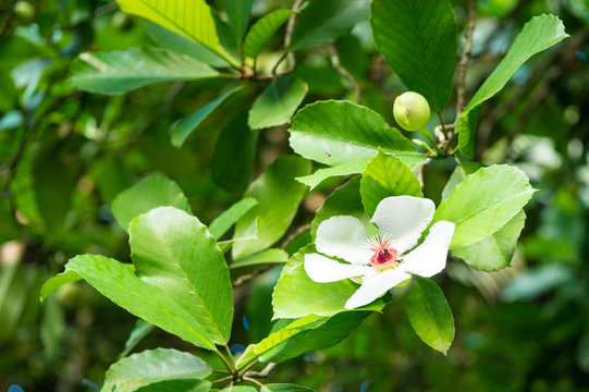 Flowers of Dillenia philippinensis Elephant apple in Botanic Garden Singapore