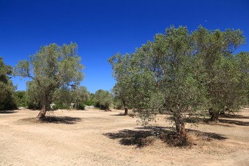 Italy olive tree farm