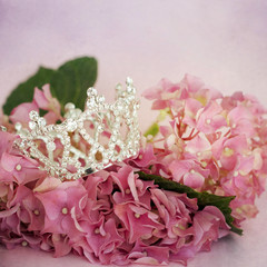 Pink hydrangea flowers