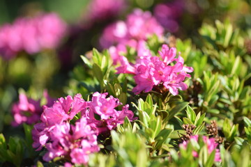 Obraz premium pink flower
