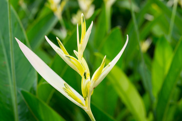 Fototapeta premium Closeup photo of colorful Heliconia psittacorum Peru White New in the garden in Singapore
