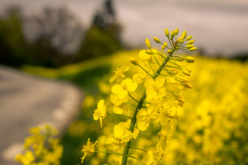 A yellow canola flower is photographed close up with the rapeseed field behind it blurred out as well as country road