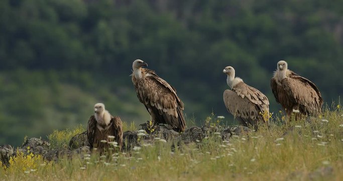 Griffon Vulture, Gyps fulvus, big bird flying in rocky mountain, nature habitat, Madzarovo, Bulgaria, Eastern Rhodopes. Wildlife scene from Balkan. Animal behaviour. Vulture fight in nature. 