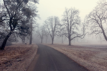 Pohansko - frosty, foggy morning, frost on grass, trees in fog.