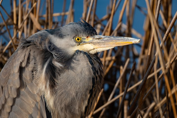 Graureiher Porträt