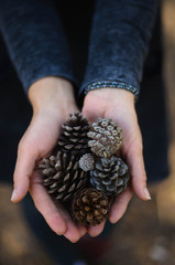 a few fir cones in women's hands