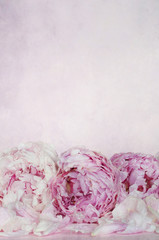 Peonies flower