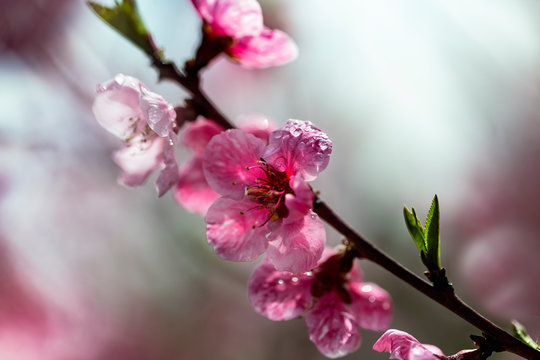 Twig of blooming pink peach tree flowers with beautiful bokeh © Jana Krizova