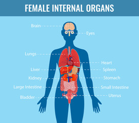 Human internal organs icons set. Human anatomy concept. Vector