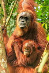 Female Sumatran orangutan with a baby sitting on a tree in Gunung Leuser National Park, Sumatra, Indonesia © donyanedomam