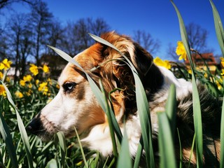 Dogs