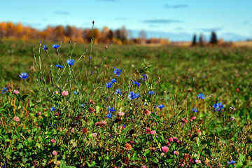 Summer fields, forests and meadows, under the bright and warm sun and fluffy clouds.