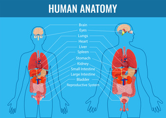 Human internal organs icons set. Human anatomy concept. Vector