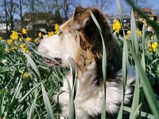Dogs