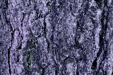 Bark background colored purple, wooden texture and backdrop for design