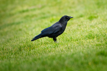 Fototapeta premium 2020-03-25 A LONE CROW IN THE GRASS AT A LOCAL PARK