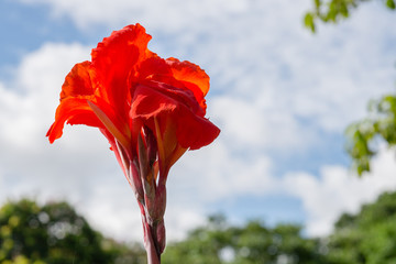 Red Cannaceae flower with blue sky background