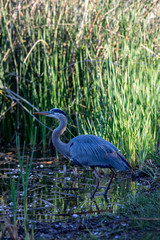 great blue heron in Arizona