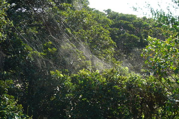 Cobwebs