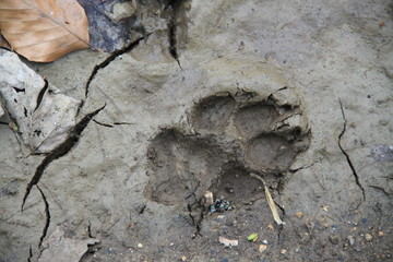 Sheepdog foot print in the earth mud