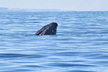 Curious humpback whale peeking from under the ocean.