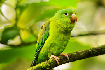 Orange-chinned parakeet (Brotogeris jugularis) sitting in a tree
