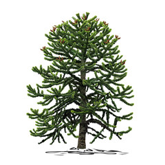 A small tree of araucaria (Araucaria L.)