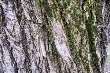 bark of a tree