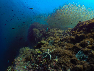 Fototapeta na wymiar reef coral in koh bida nok - Phi Phi Island