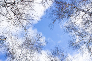 bare birch branches on a background of blue sky with clouds