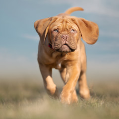 english mastiff puppy
