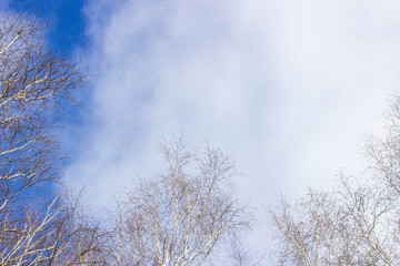 bare birch branches on a background of blue sky with clouds