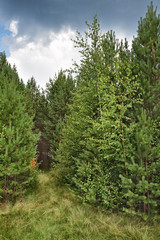 Sunny meadow in a pine forest, on a bright summer day, under a blue sky with clouds.