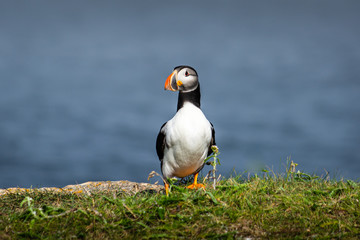 Puffin