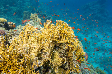 Colorful coral reef at the bottom of tropical sea, yellow fire coral and shoal of anthias fishes, underwater landscape