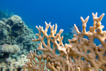 Naklejka na ściany i meble Colorful coral reef at the bottom of tropical sea, yellow fire coral, underwater landscape